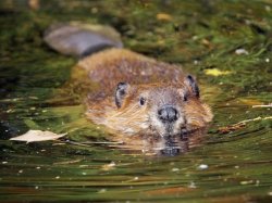 Beaver Meme Template
