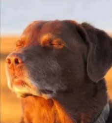 Cooked dog Meme Template