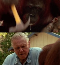 orangutan using tool Meme Template