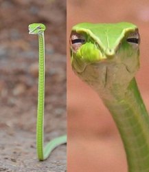 Green vine snake Meme Template