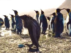 bad day penguin Meme Template