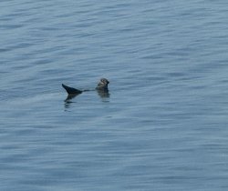 Seal chilling Meme Template