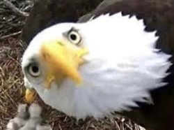 Eagle looking back Meme Template