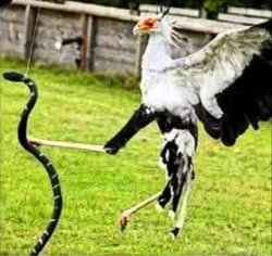 bird catching snake Meme Template