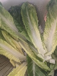 Lettuce go forth and serve Meme Template