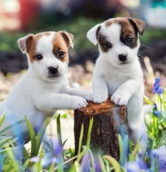jack russell puppies Meme Template