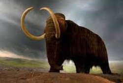 WiseMysticalMammoth 2: Electric Boogaloo Meme Template