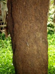 ponga tree trunk Meme Template