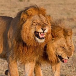 2 Laughing Lions Meme Template