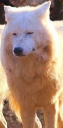 Serious Wolf Meme Template