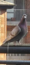 Pigeon defeating spikes Meme Template