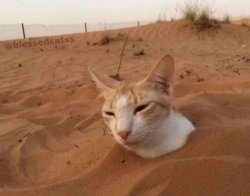 Cat buried in sand Meme Template