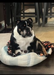 Tri English Bulldog “Millie” Meme Template