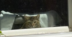 Sammi in window Meme Template