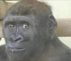 Curious stare Meme Template