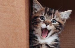funny roaring kitty Meme Template