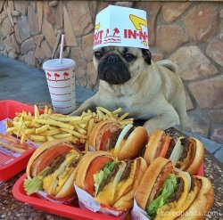 Foodie Puppy Meme Template