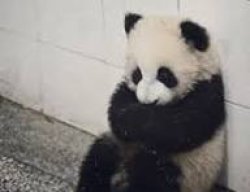 sad panda Meme Template