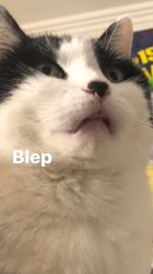 Blep Meme Template