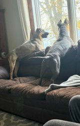 Dog Funny Meme Template