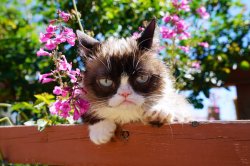 Grumpy cat wall garden Meme Template