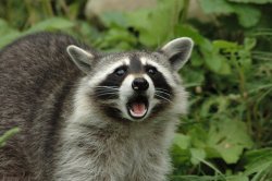 Surprised Racoon Meme Template