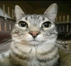Cat stares at camera Meme Template