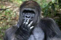 Gorilla Meme Template
