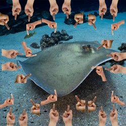 Stingray Meme Template