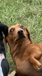 Who you lookin’ at? Meme Template