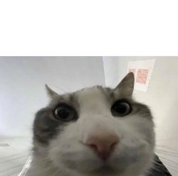 German Meme Cat Meme Template