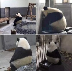 Panda deprimido Meme Template