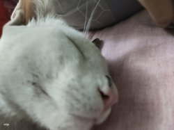 Sleeping Cat Meme Template