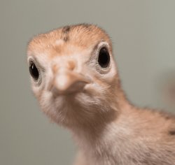 Baby turkey Meme Template