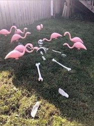 Flamingos and skeleton Meme Template