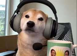 shiba meme Meme Template