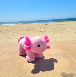 Axolotl on beach Meme Template