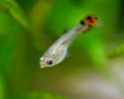 Small Guppy Meme Template