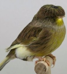 bird Meme Template