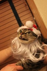 Santa Cat Meme Template