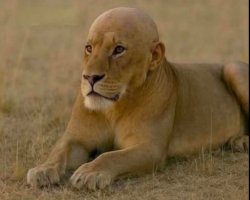 Bald Lion Meme Template
