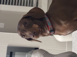 Dog feet smelly Meme Template
