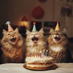 cat birthday Meme Template