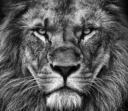 The lion doesnt concern itself with the opinions of ni Meme Template