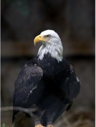 Eagle Meme Template