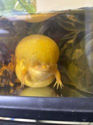 Massive forehead frog Meme Template
