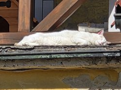 Sleeping cat Meme Template