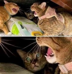 Cats yelling at each other Meme Template
