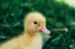 Duck Meme Template