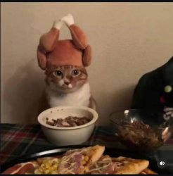 Cat wearing turkey hat Meme Template